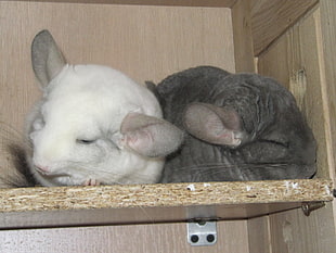 white and gray mice